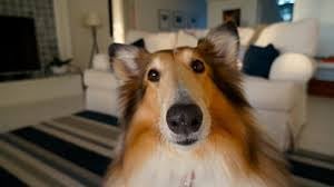 Close-up portrait of a Rough Collie dogs face looking at camera in a home living room setting